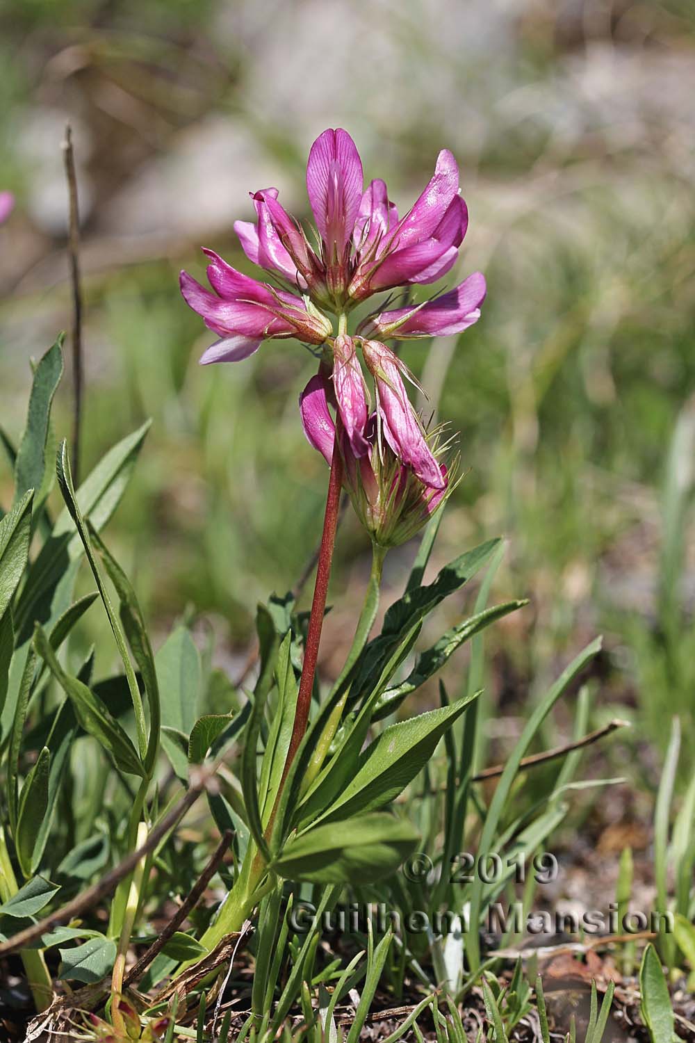 Trifolium alpinum