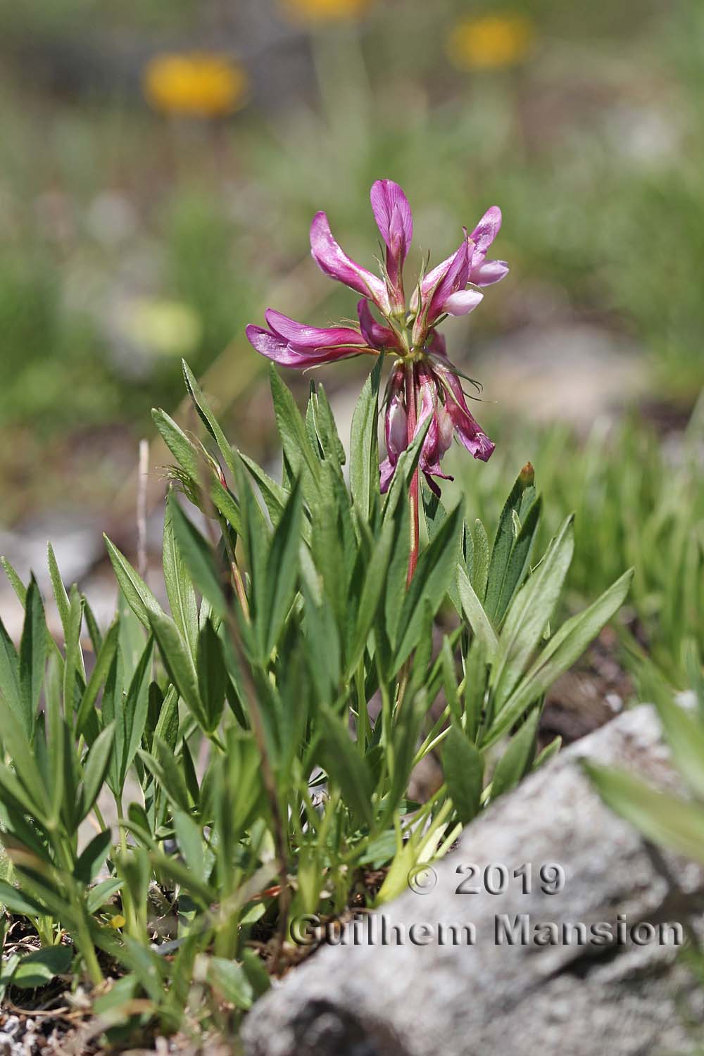 Trifolium alpinum