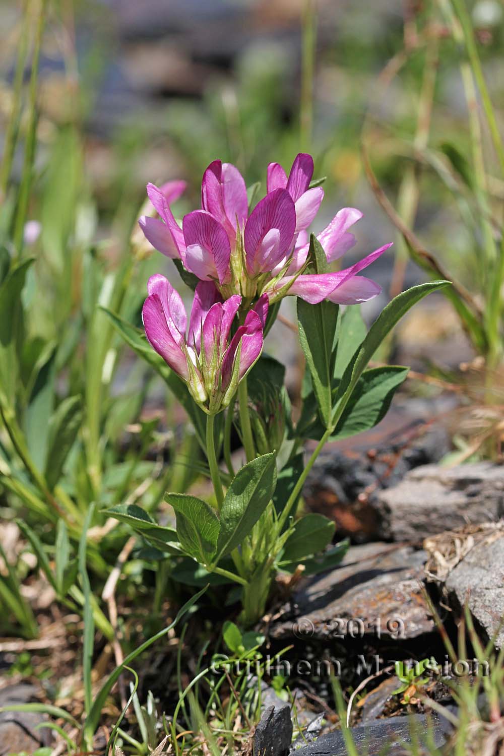 Trifolium alpinum