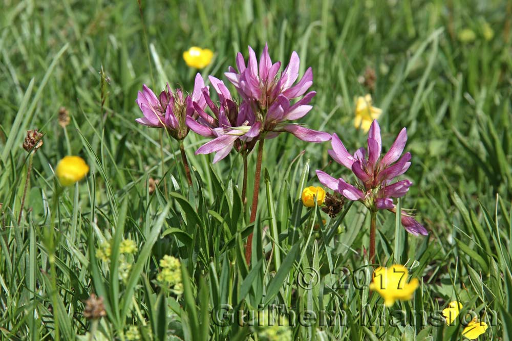 Trifolium alpinum