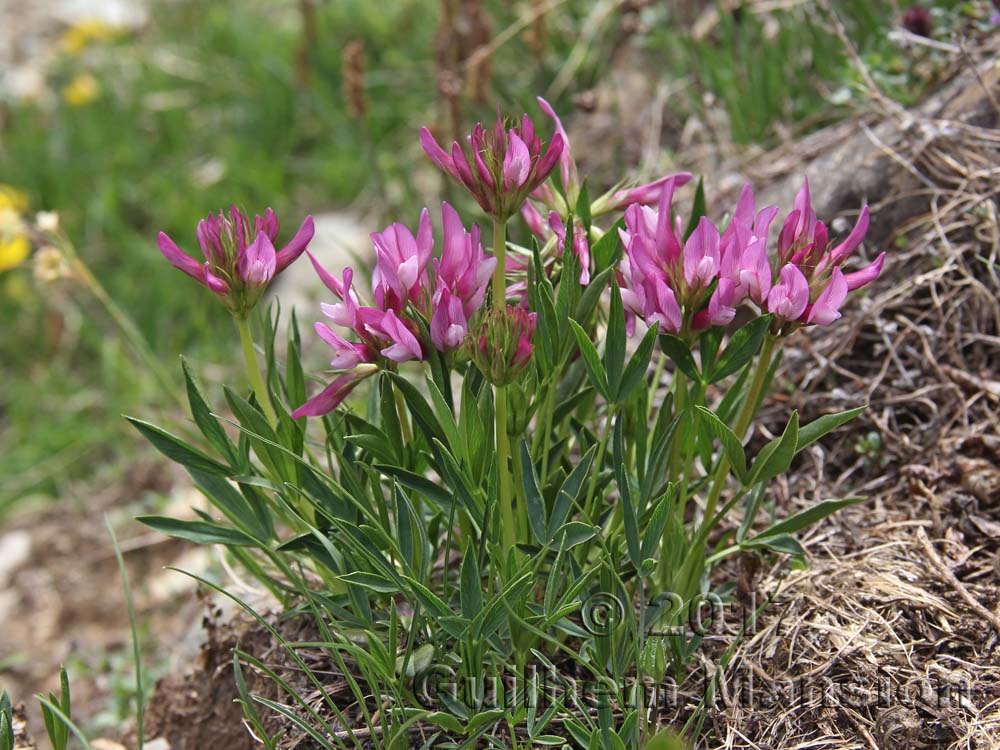 Trifolium alpinum