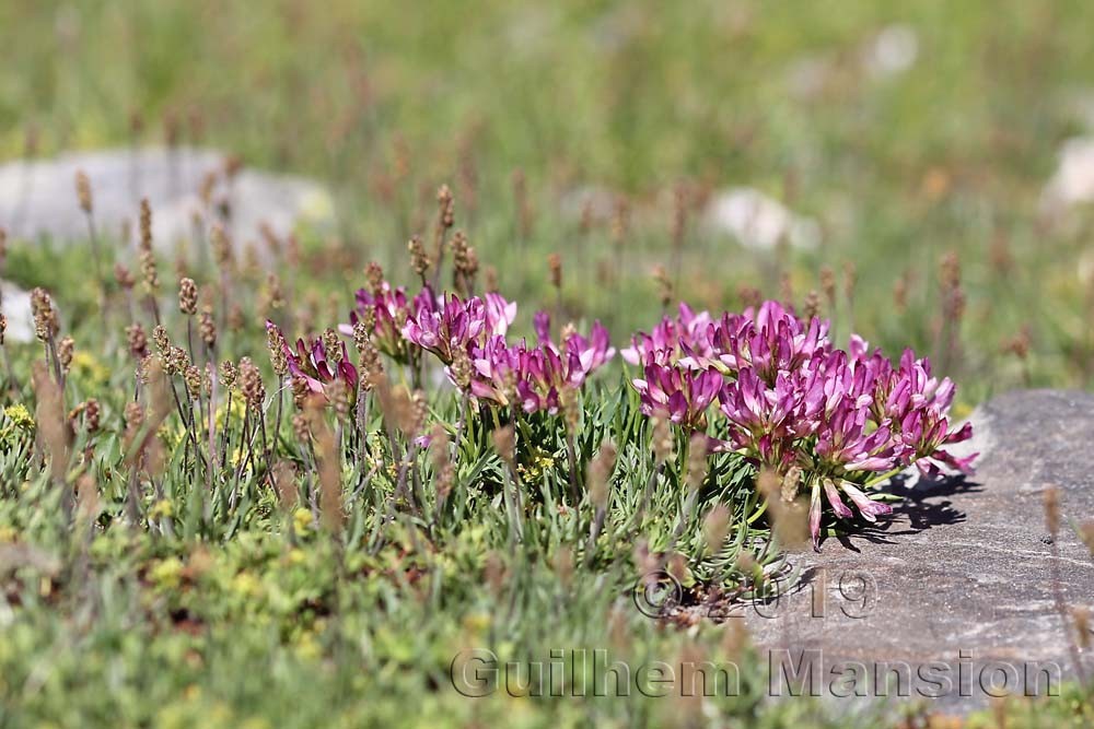 Trifolium alpinum