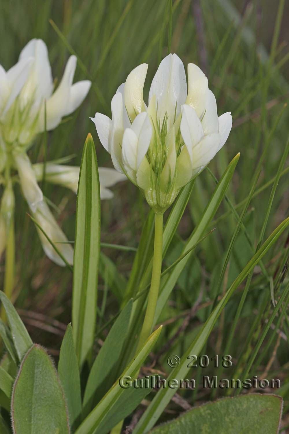 Trifolium alpinum