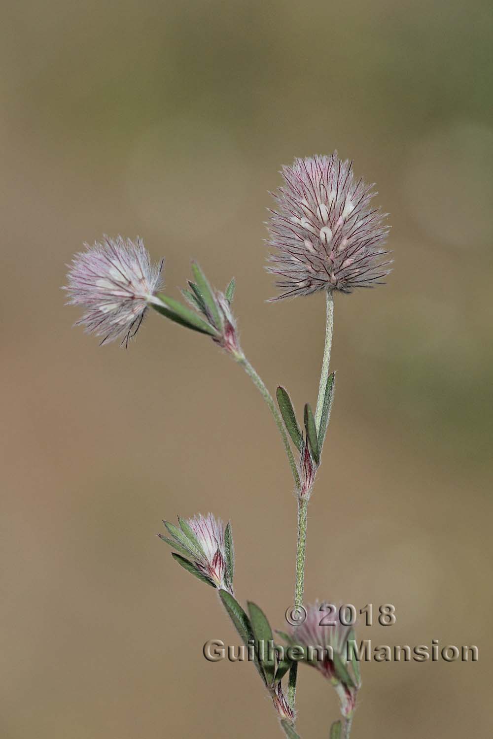 Trifolium arvense