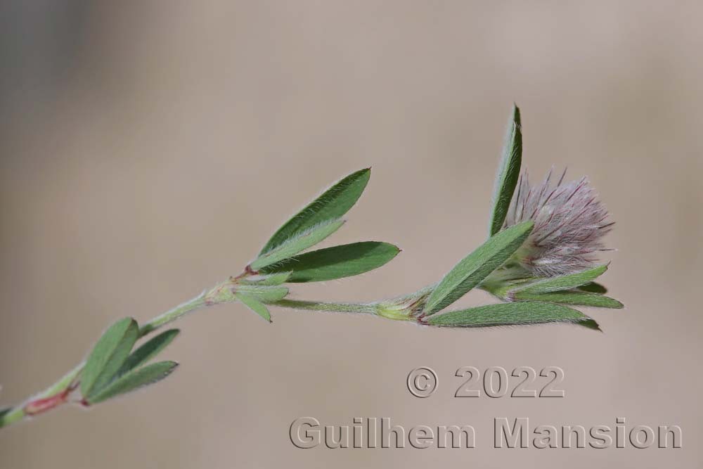 Trifolium arvense