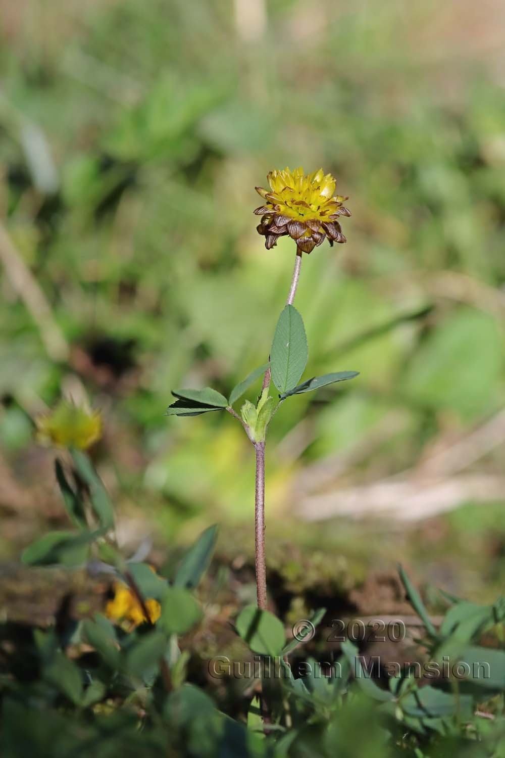 Trifolium badium