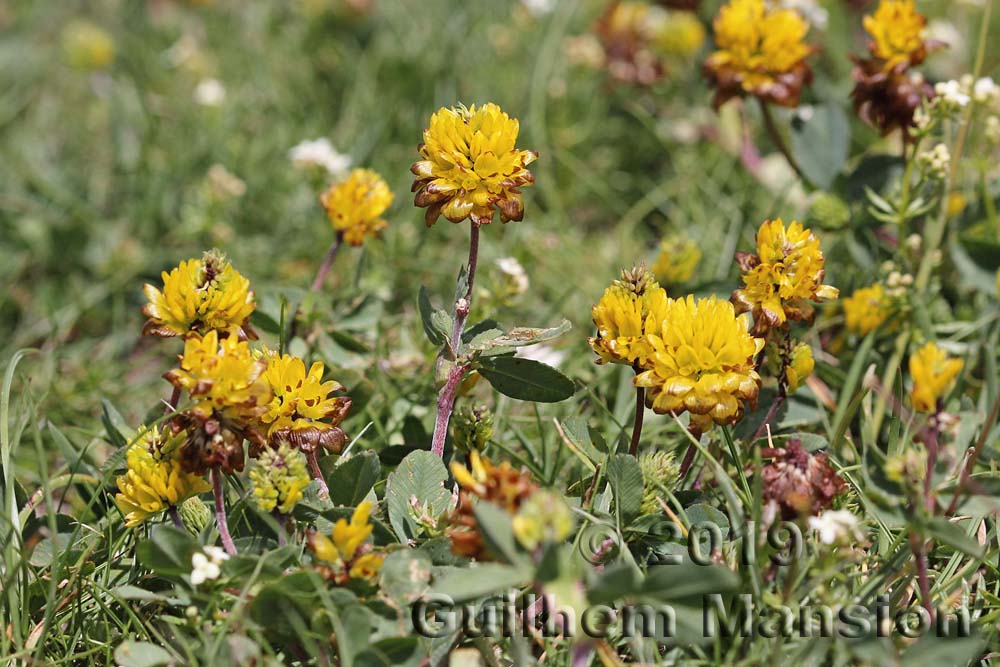 Trifolium badium