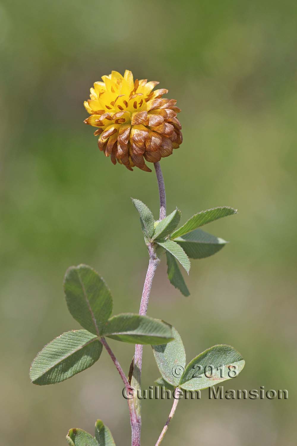 Trifolium badium