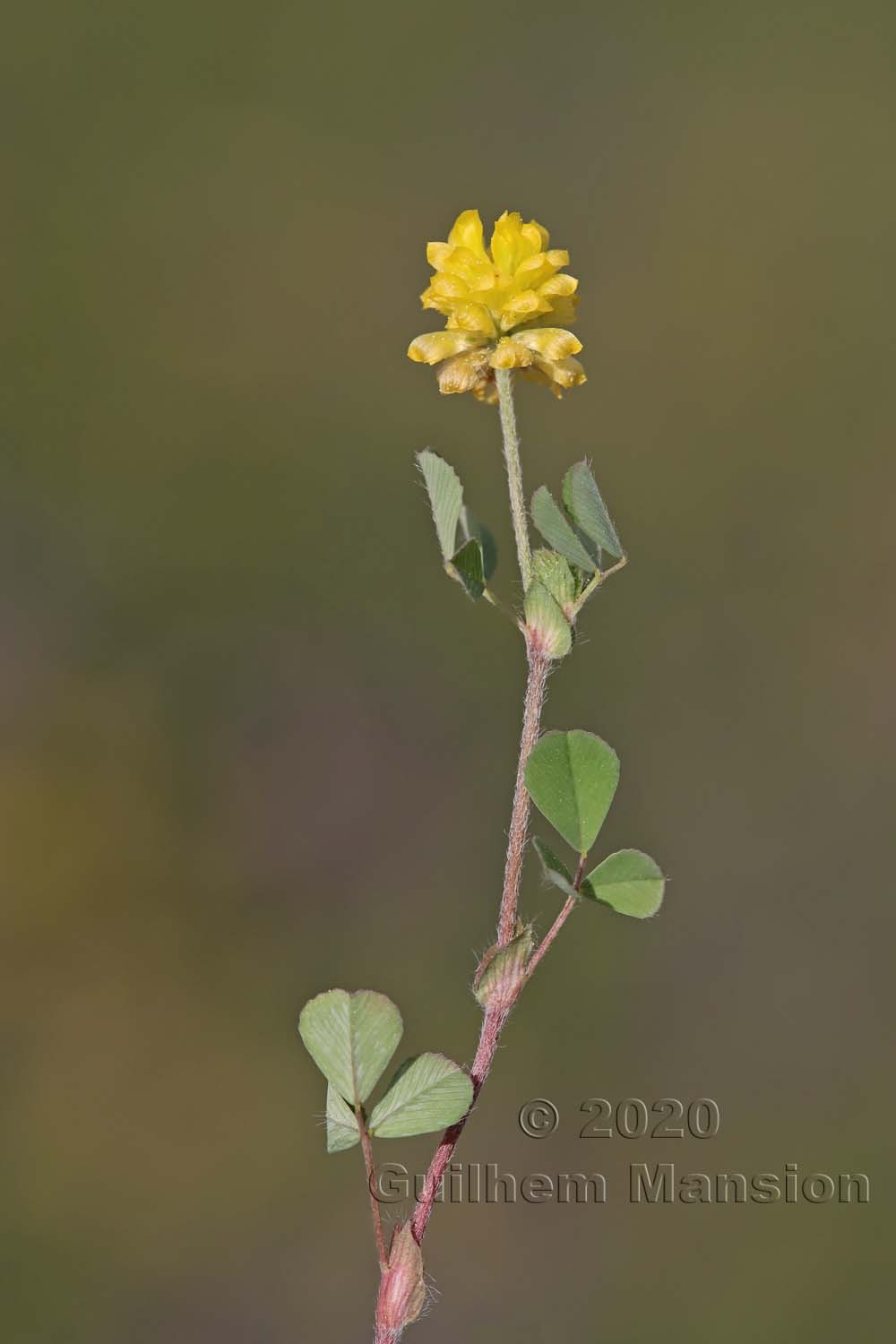 Trifolium campestre