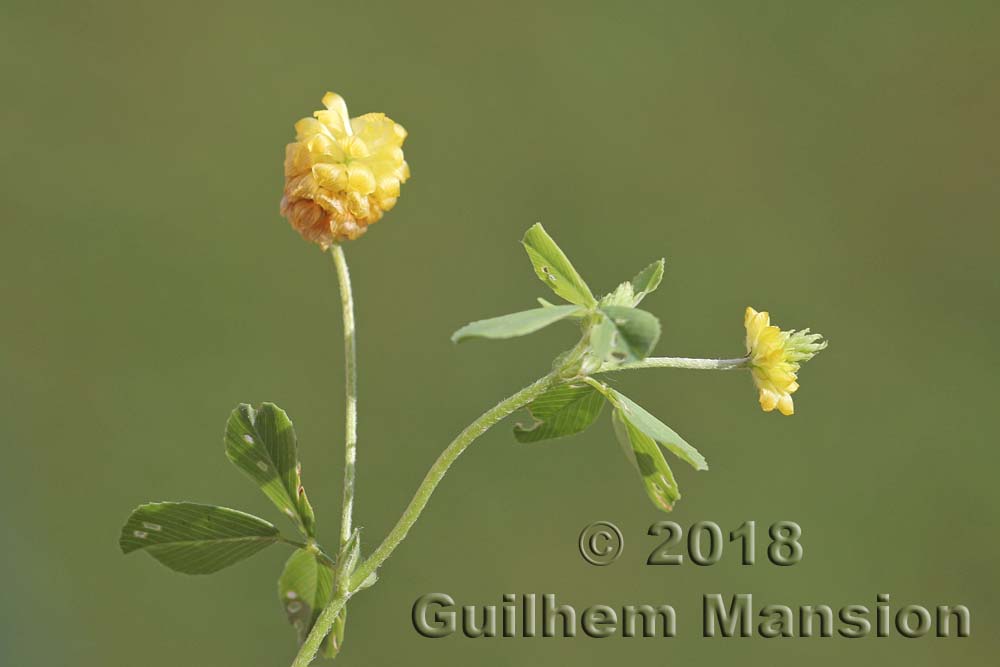 Trifolium campestre