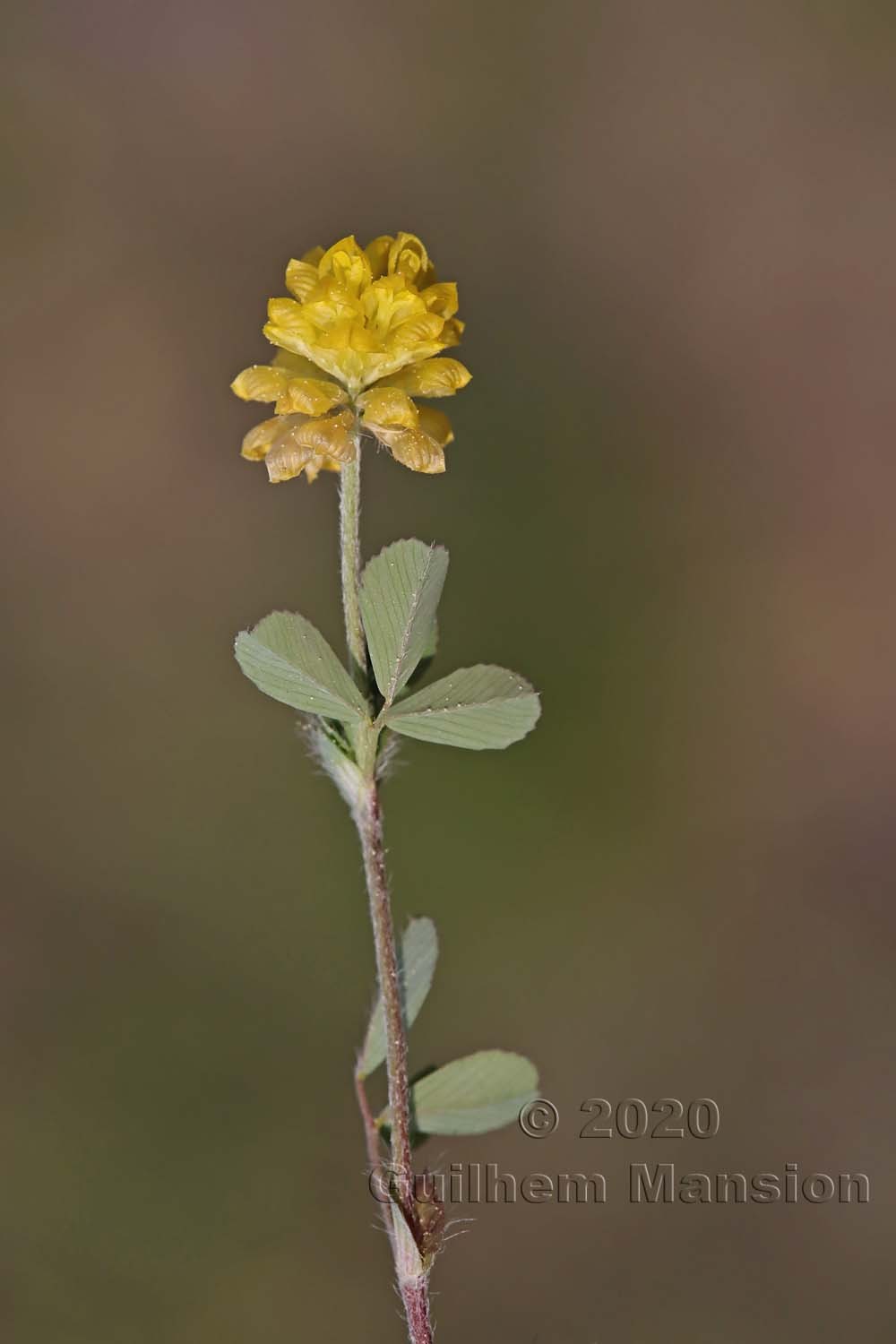 Trifolium campestre