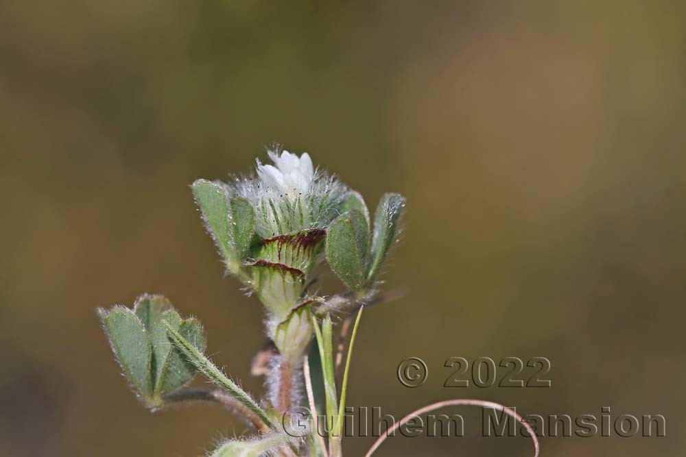 Trifolium cherleri