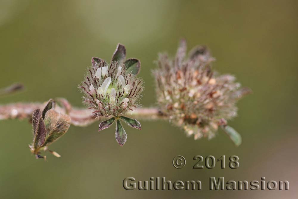 Trifolium cherleri