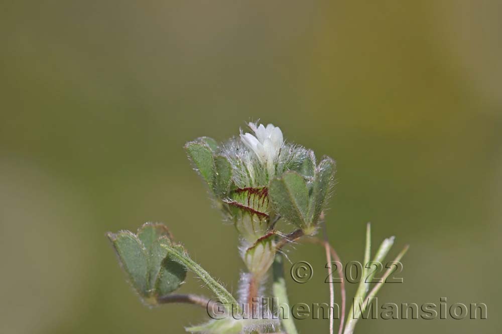 Trifolium cherleri