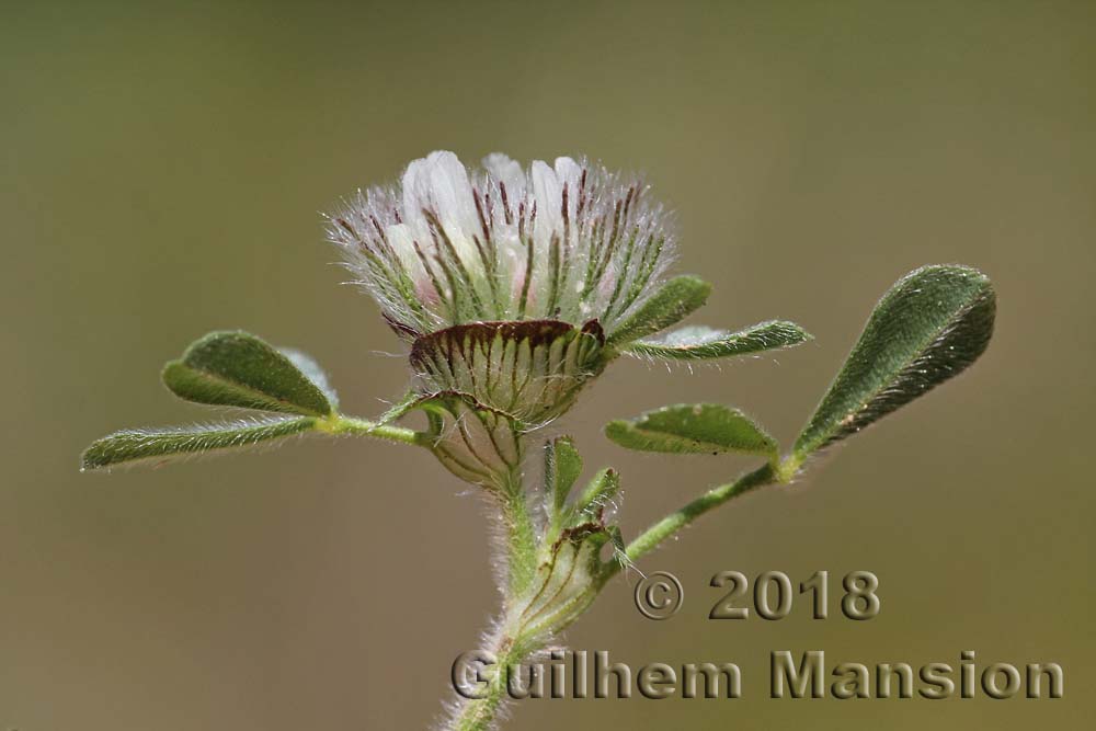 Trifolium cherleri