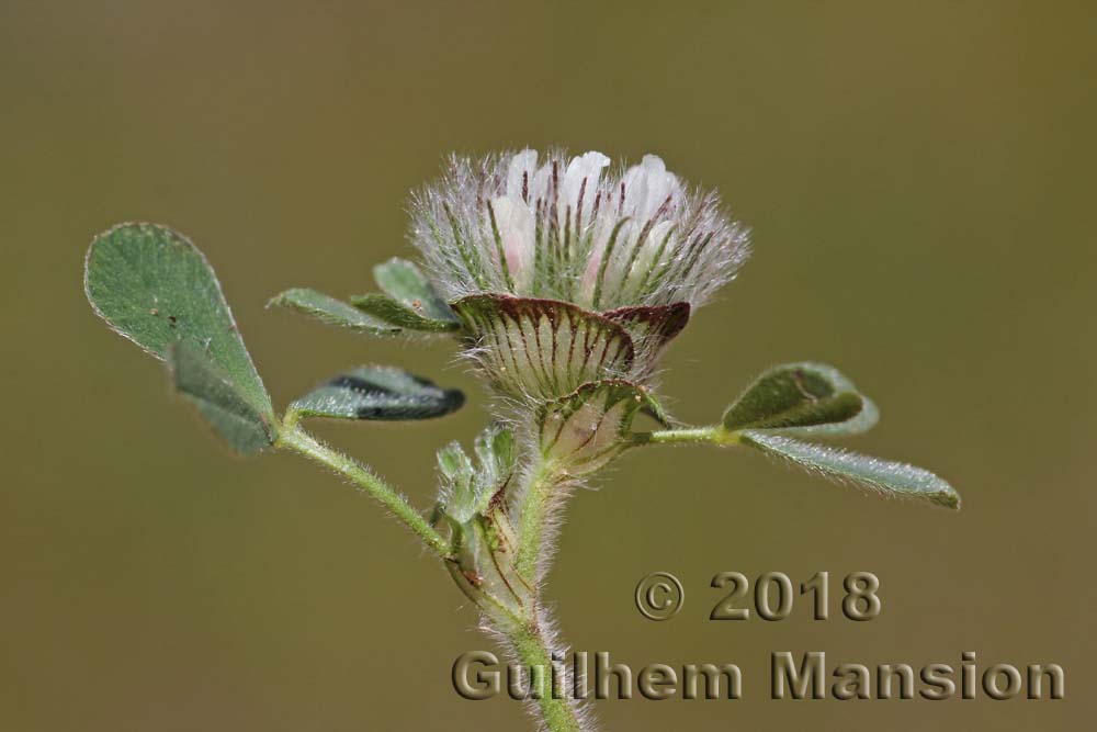 Trifolium cherleri