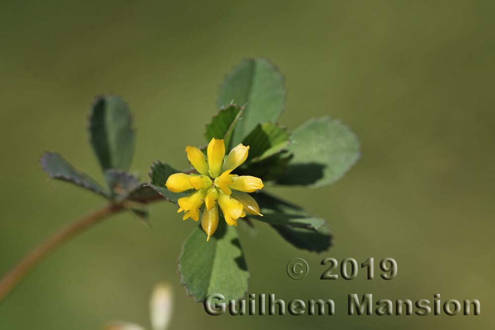 Trifolium dubium