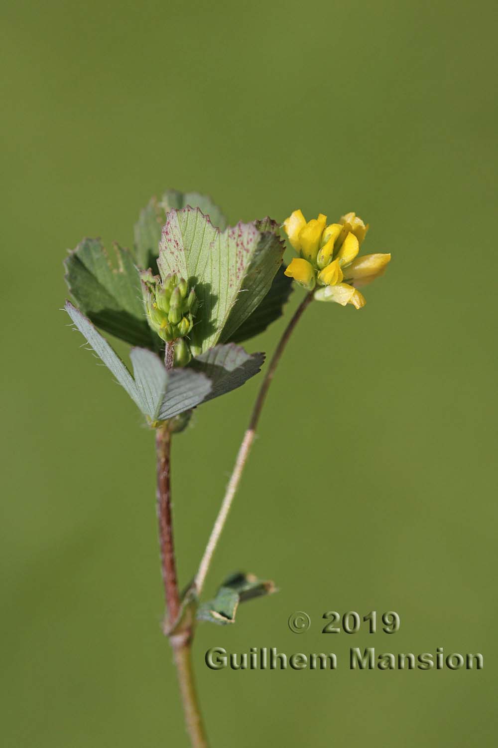 Trifolium dubium