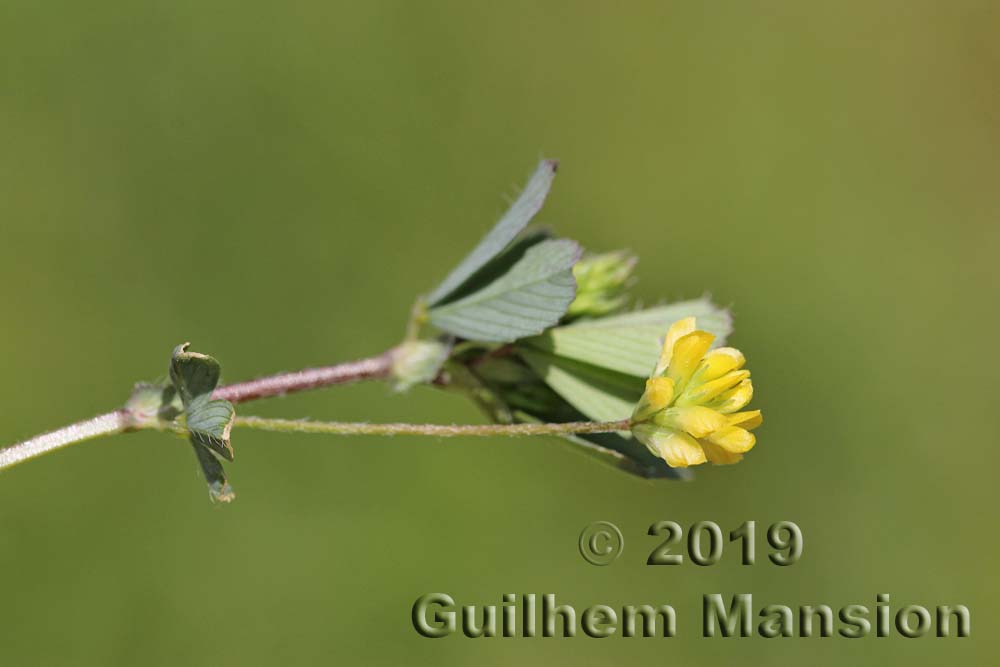 Trifolium dubium