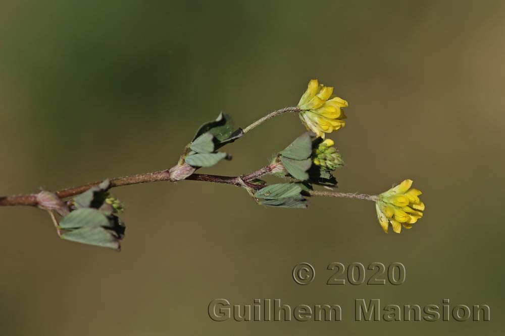 Trifolium dubium