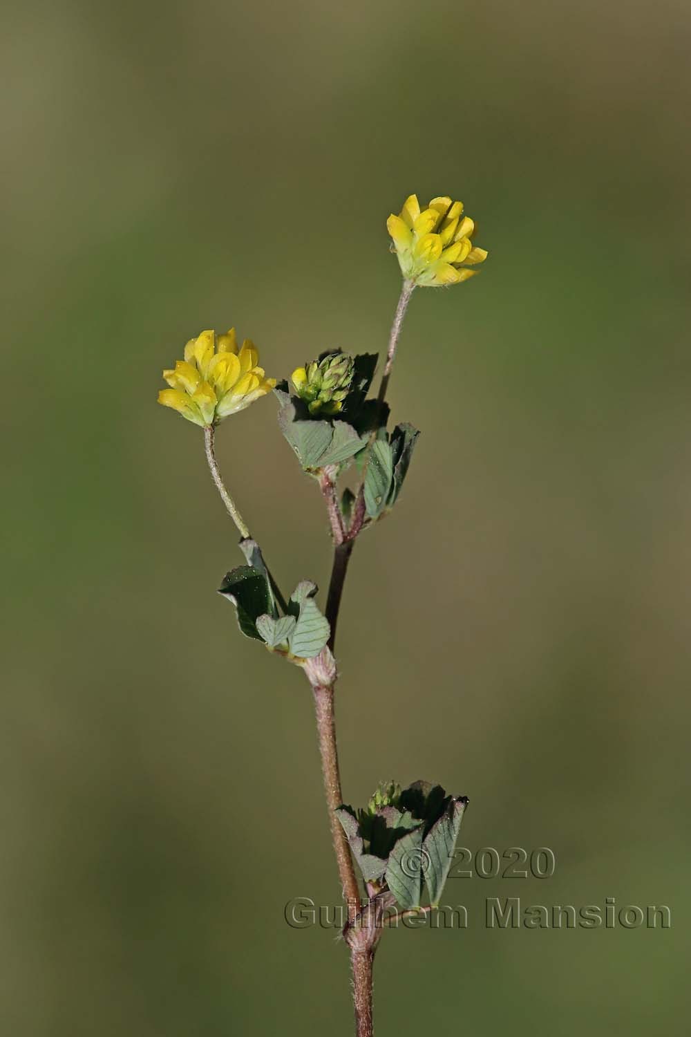 Trifolium dubium