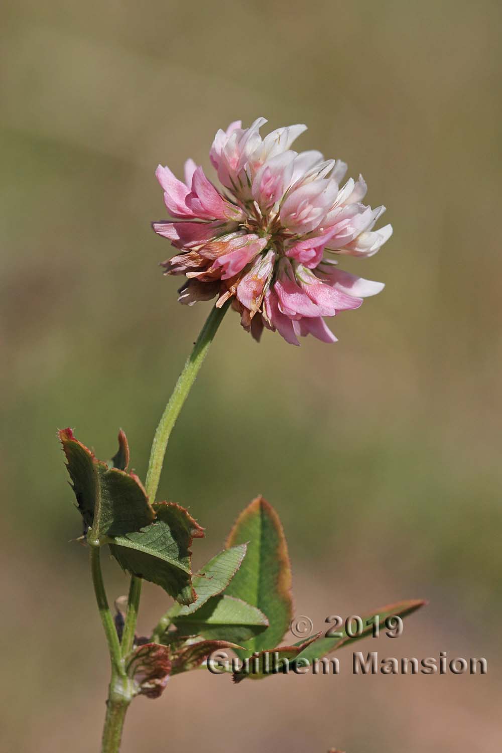 Trifolium hybridum var. elegans