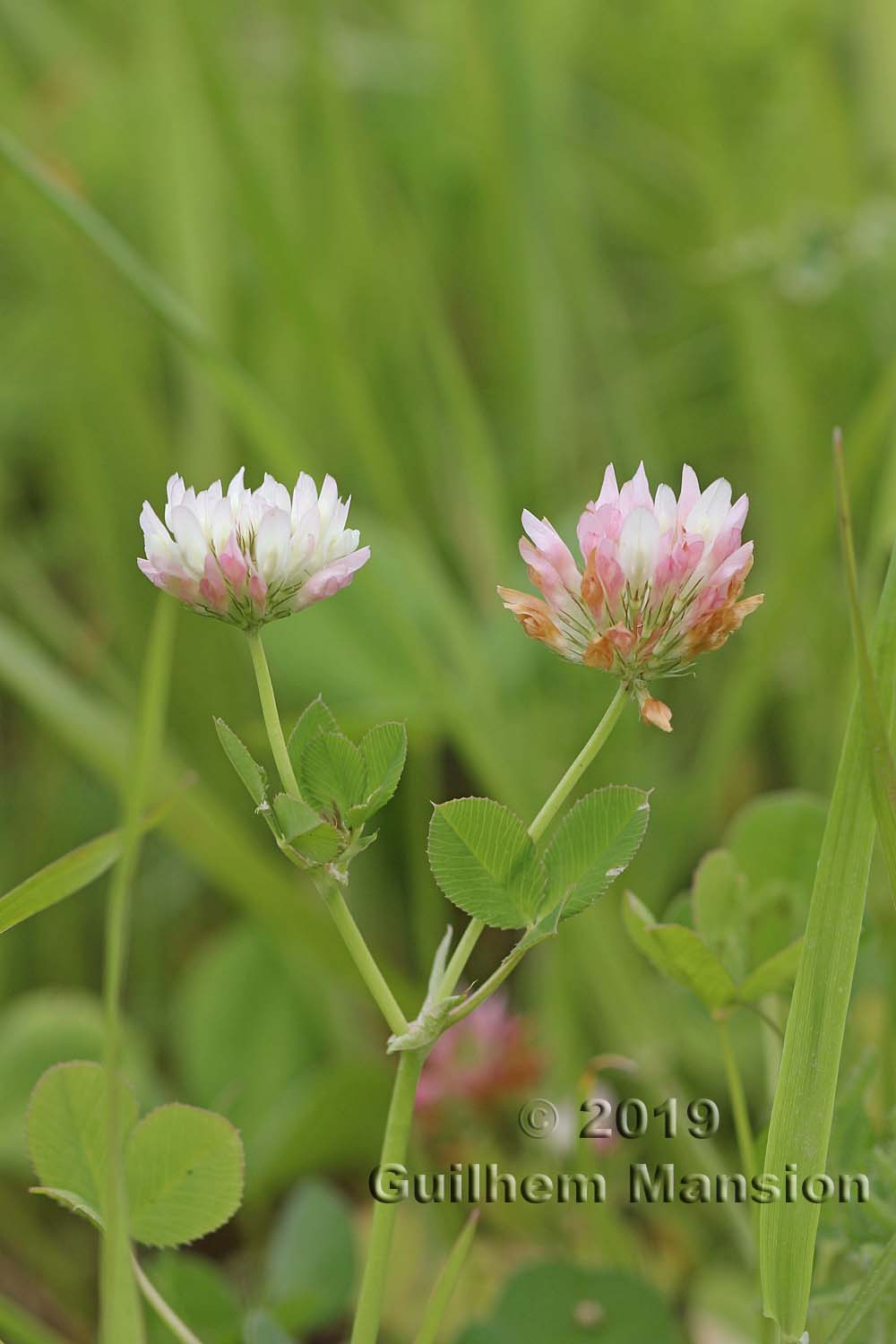 Trifolium hybridum