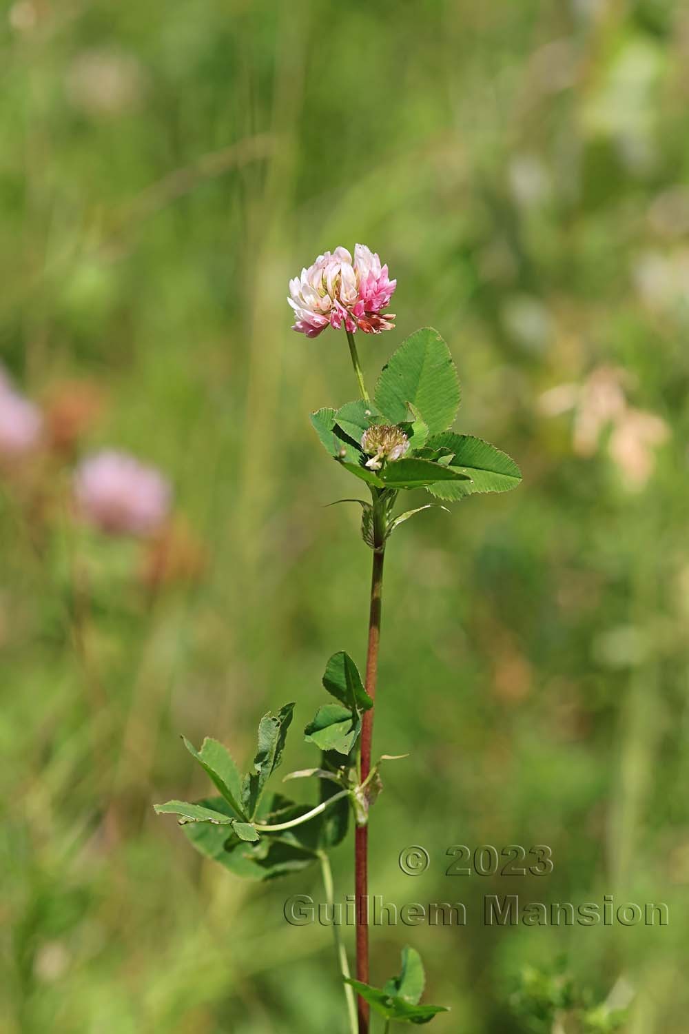 Trifolium hybridum