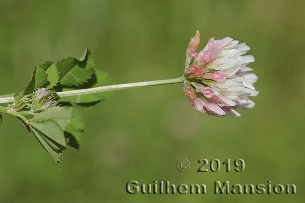 Trifolium hybridum