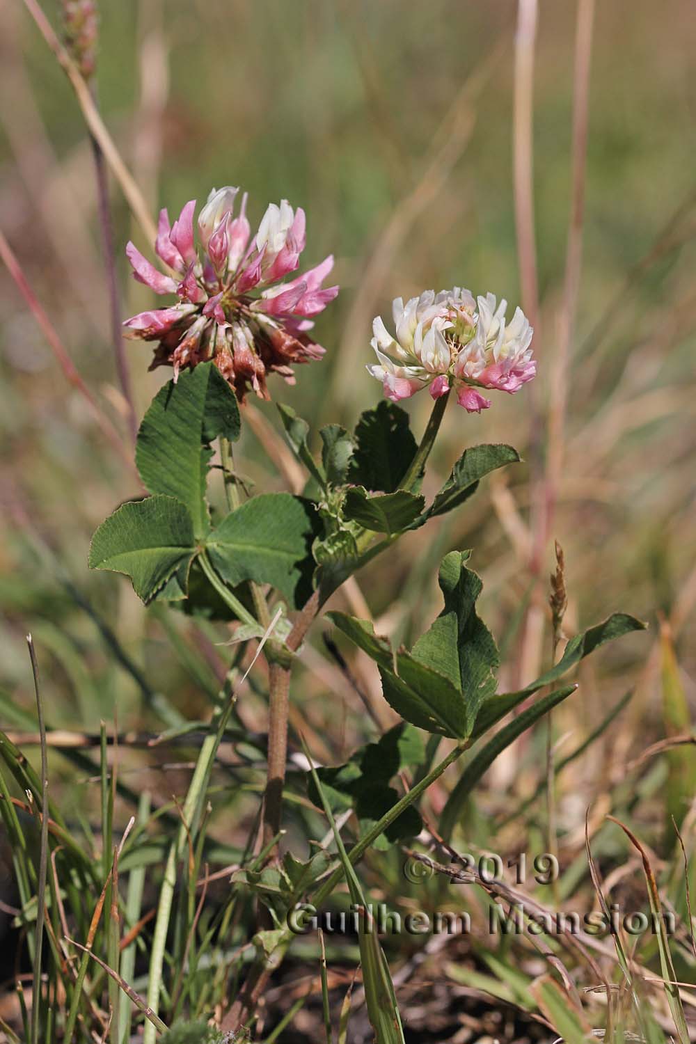 Trifolium hybridum var. elegans