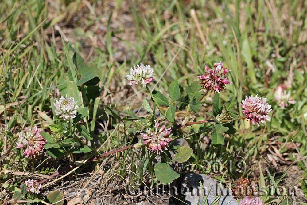 Trifolium hybridum var. elegans