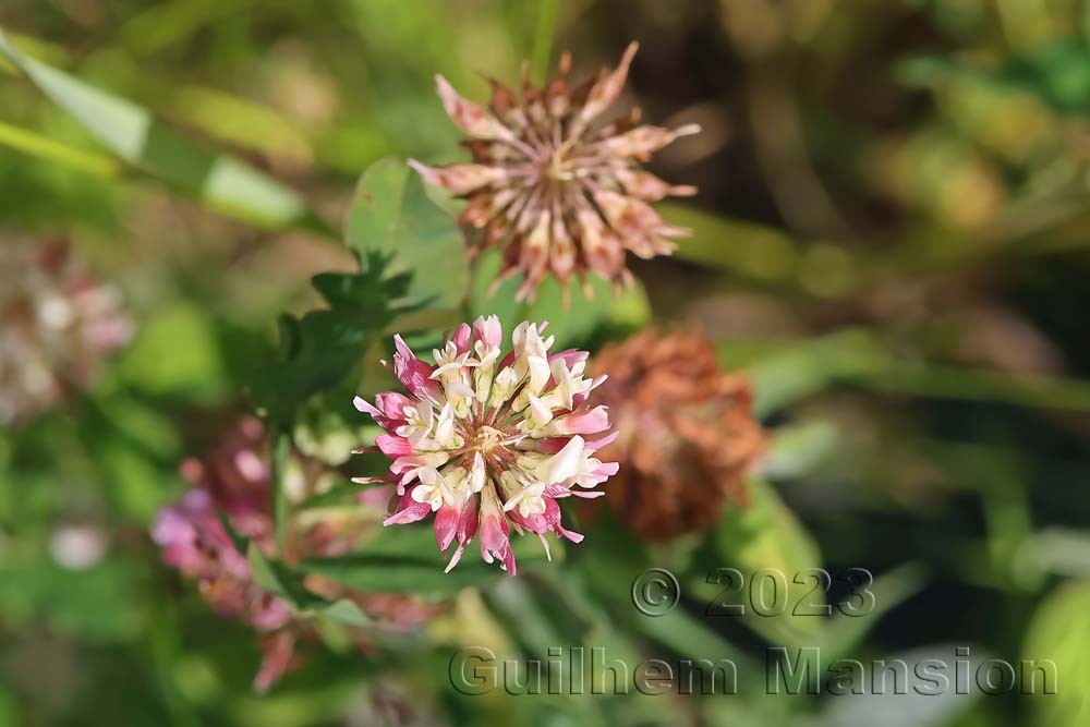 Trifolium hybridum