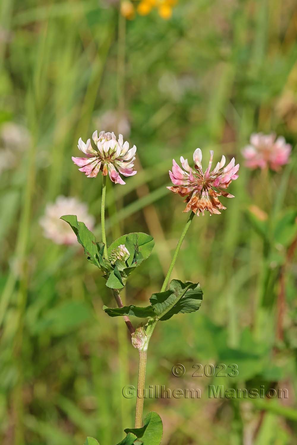 Trifolium hybridum