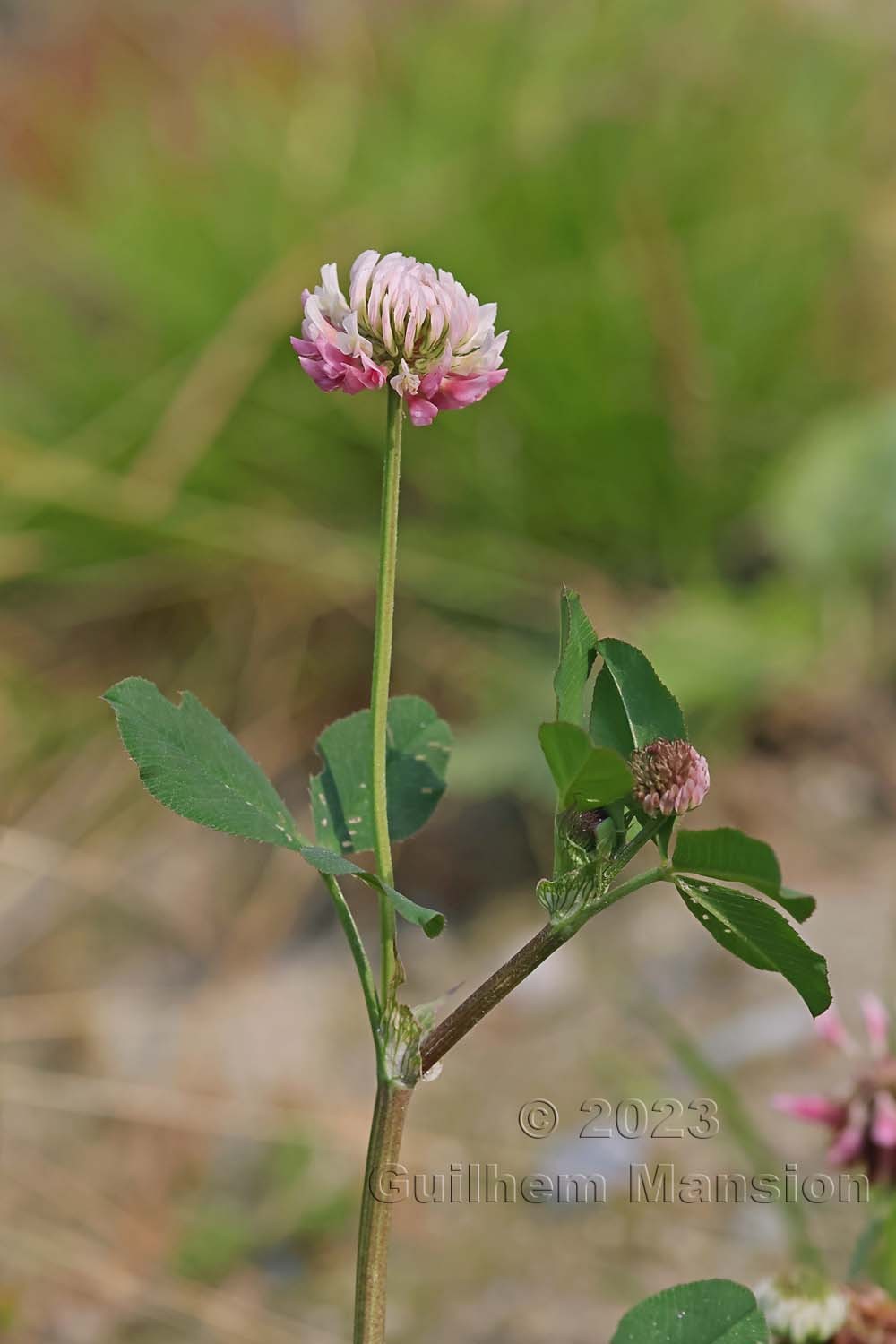 Trifolium hybridum