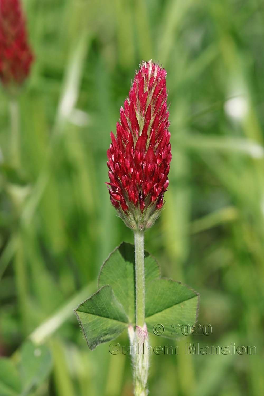 Trifolium incarnatum