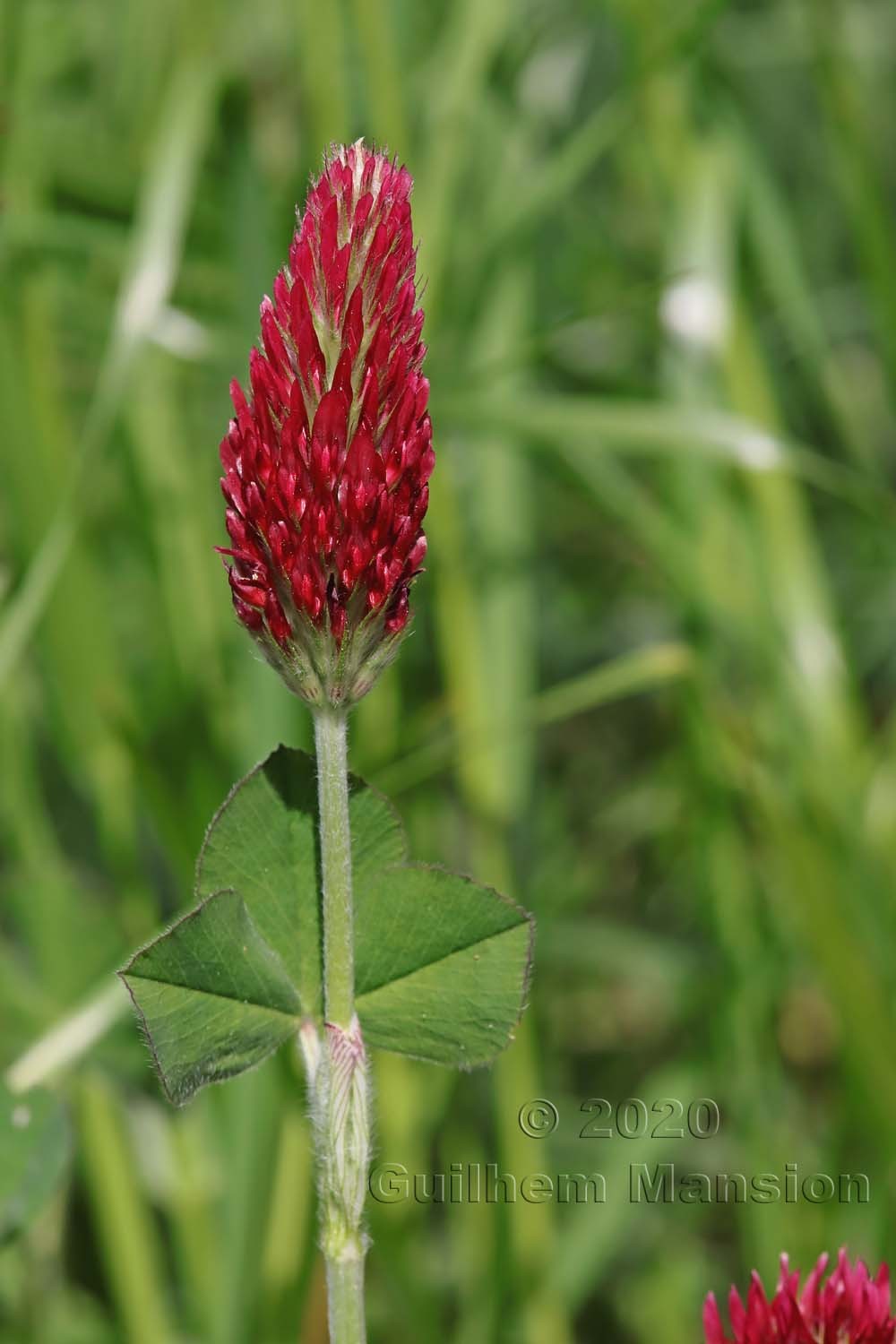 Trifolium incarnatum