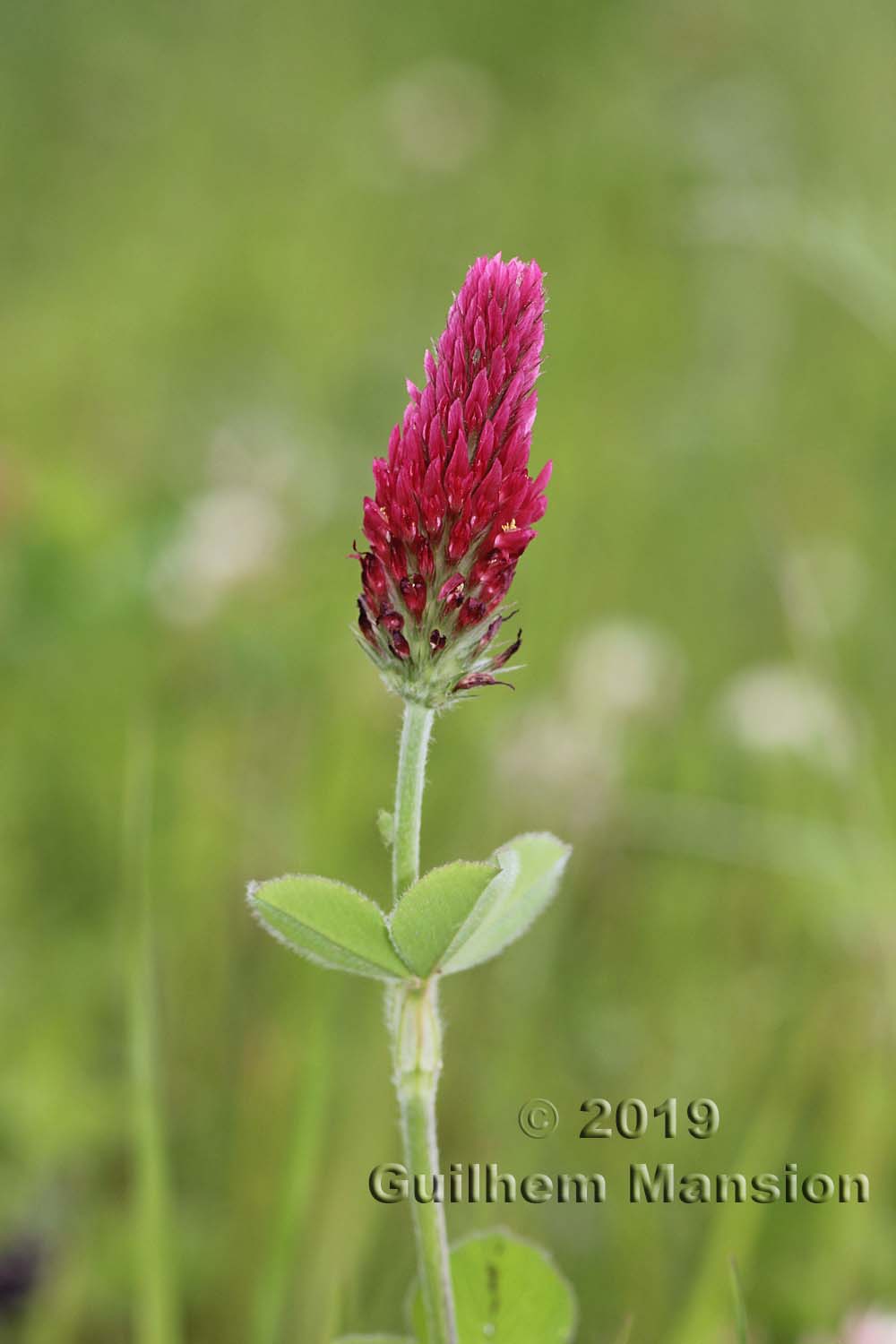 Trifolium incarnatum