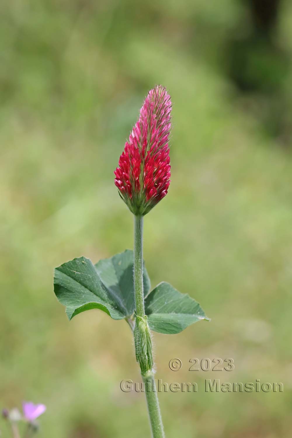 Trifolium incarnatum