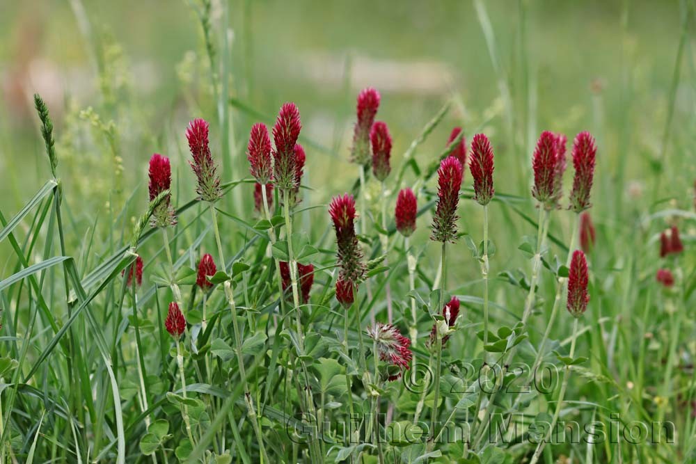 Trifolium incarnatum