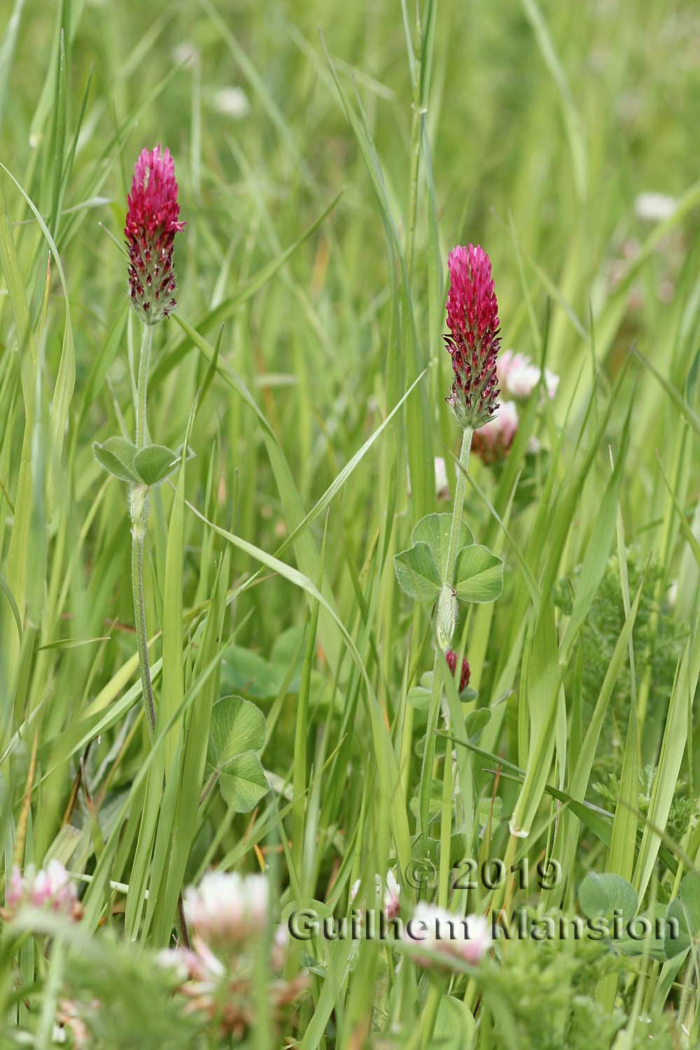 Trifolium incarnatum