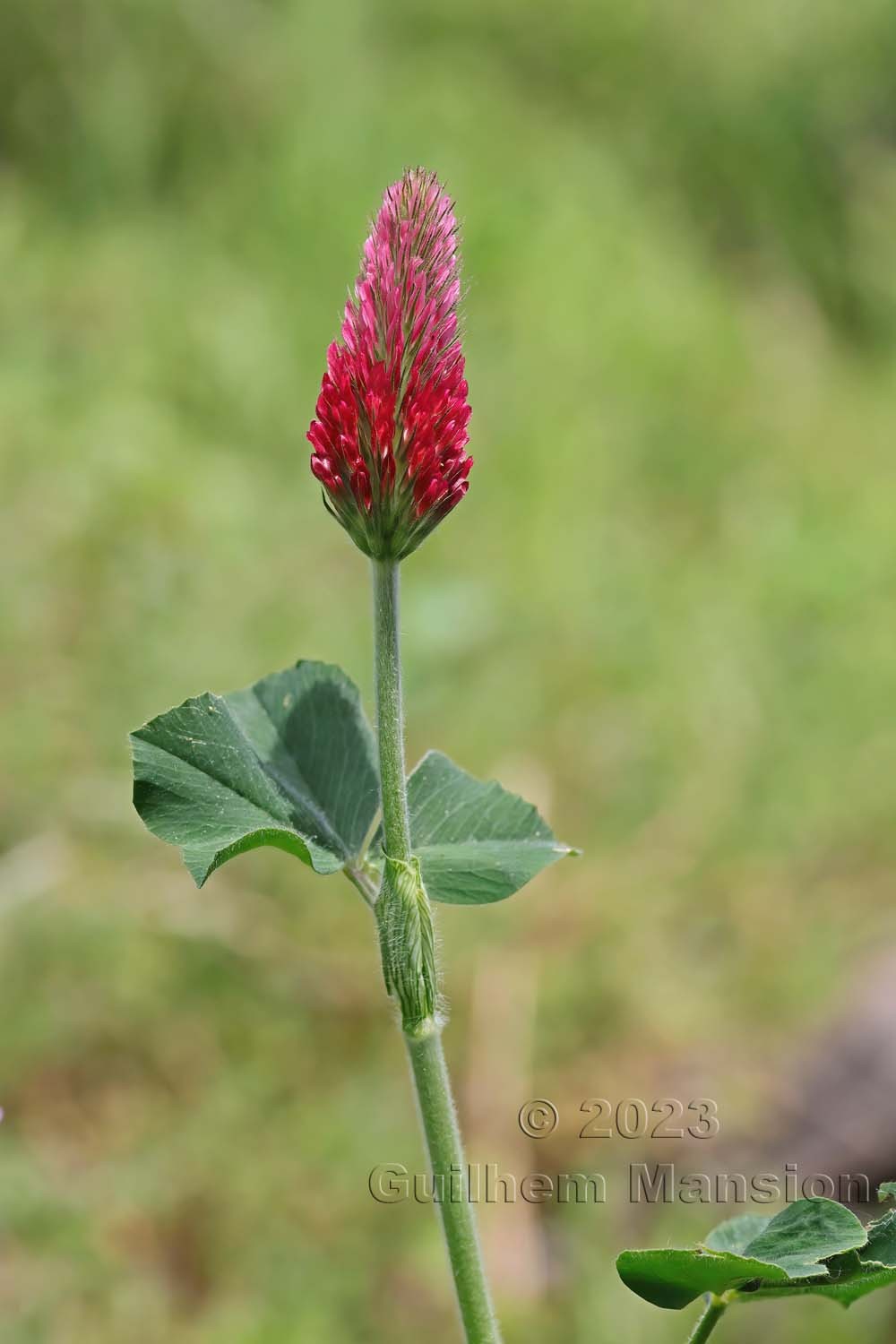 Trifolium incarnatum