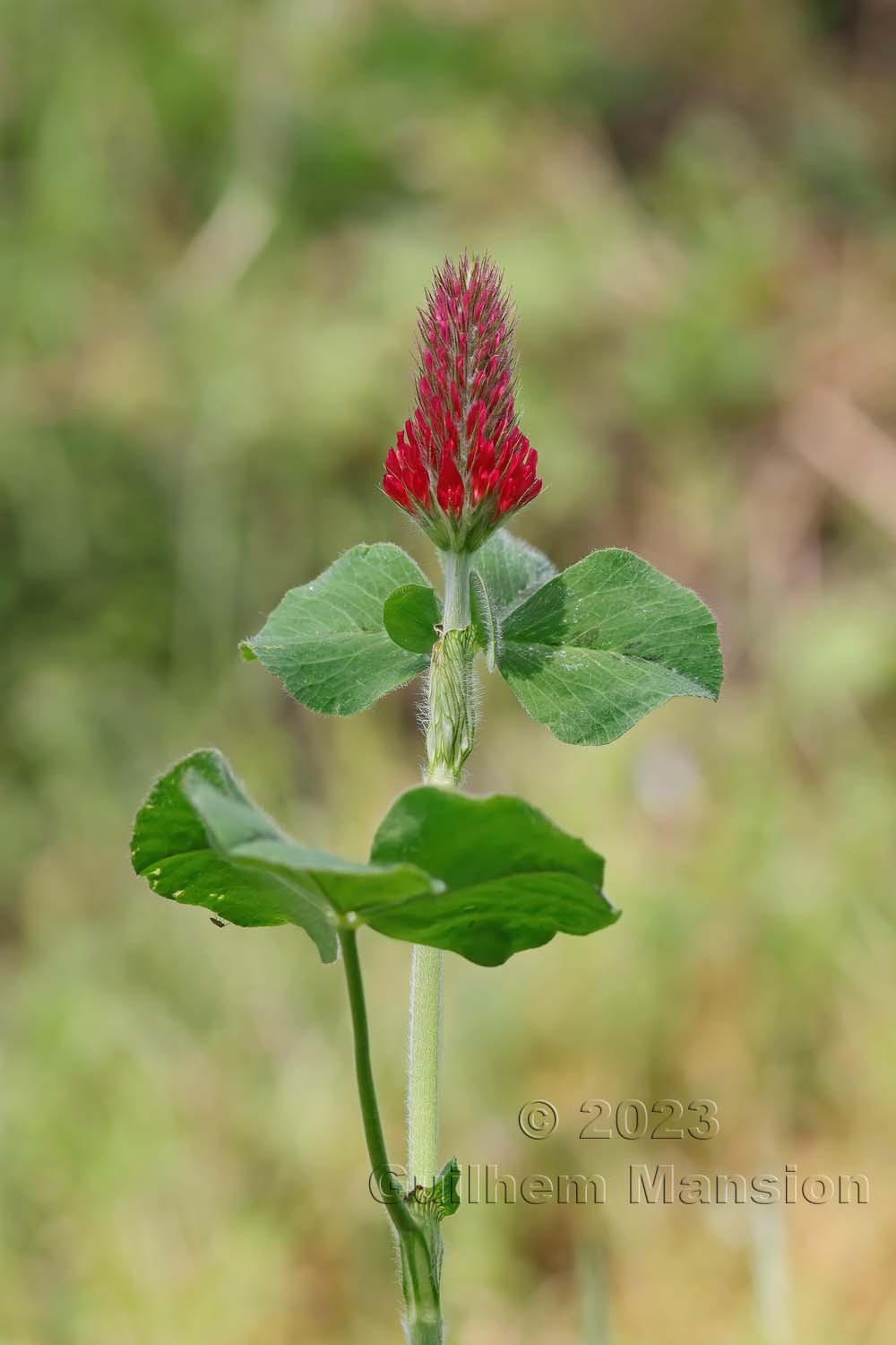 Trifolium incarnatum