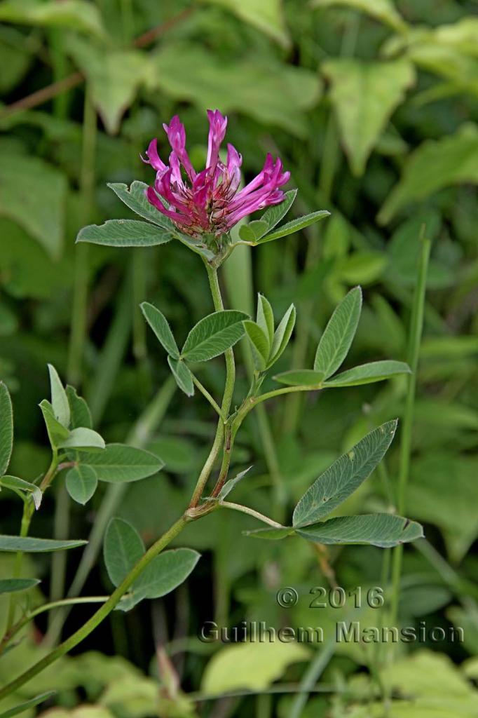 Trifolium medium