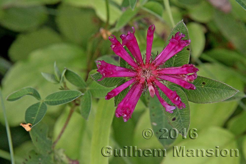 Trifolium medium