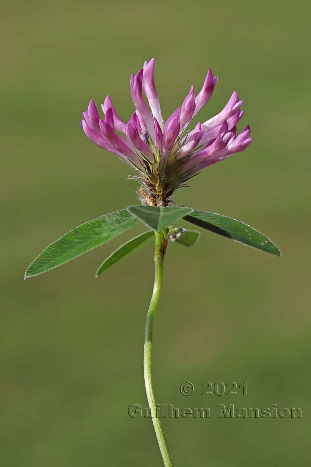 Trifolium medium