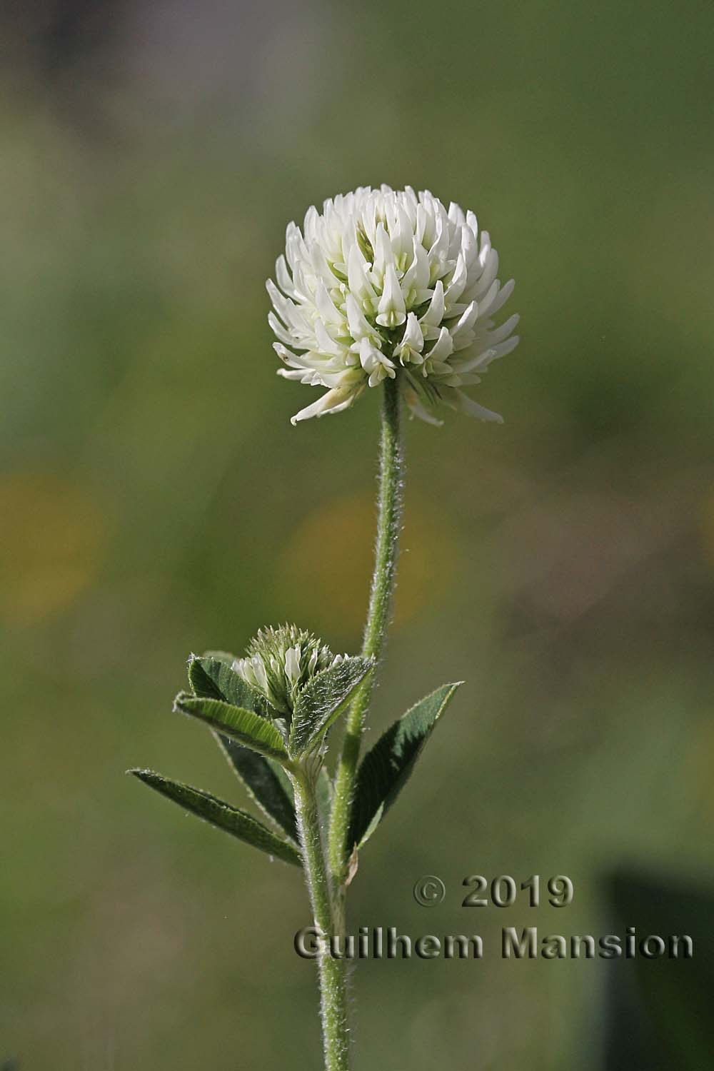 Trifolium montanum