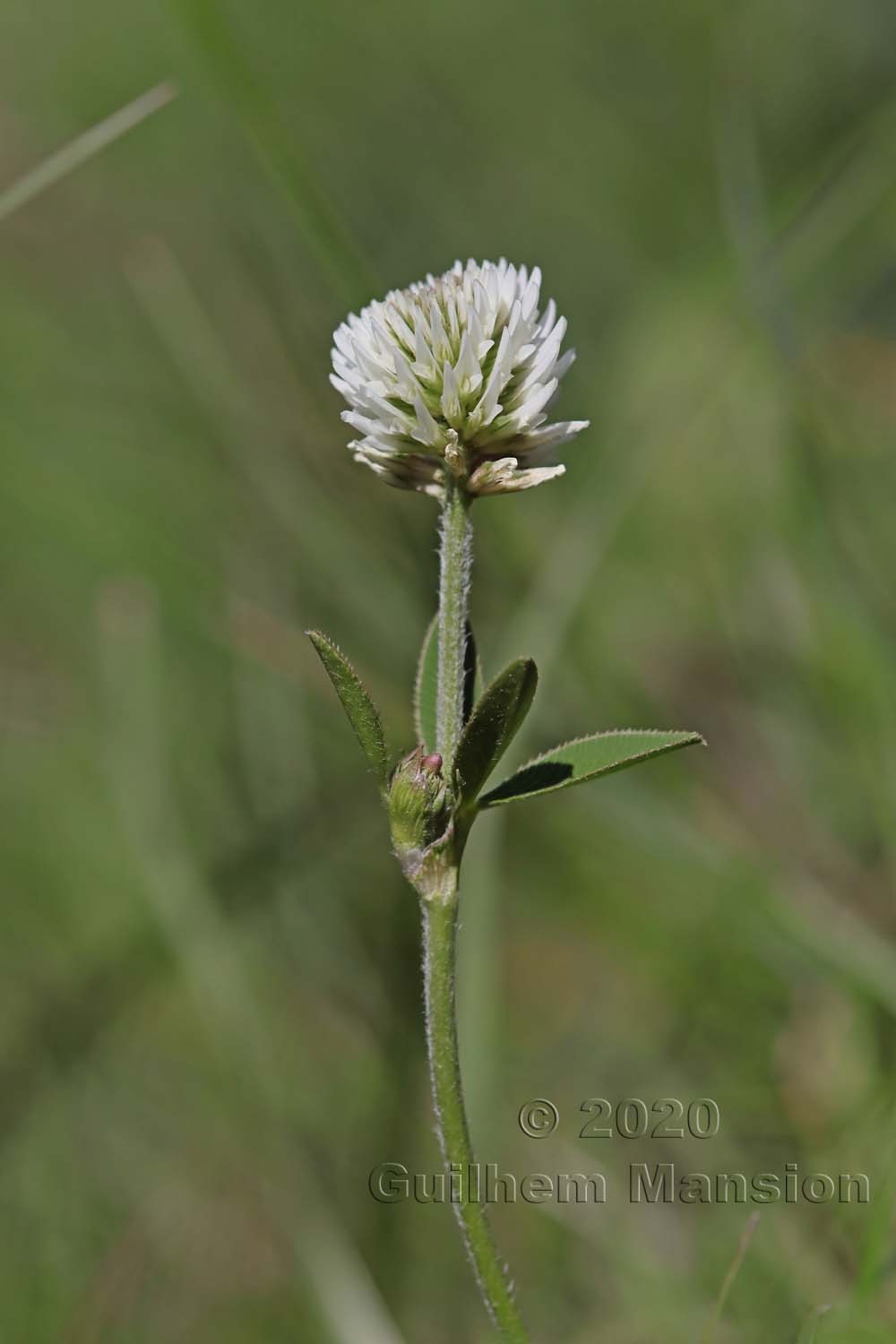 Trifolium montanum