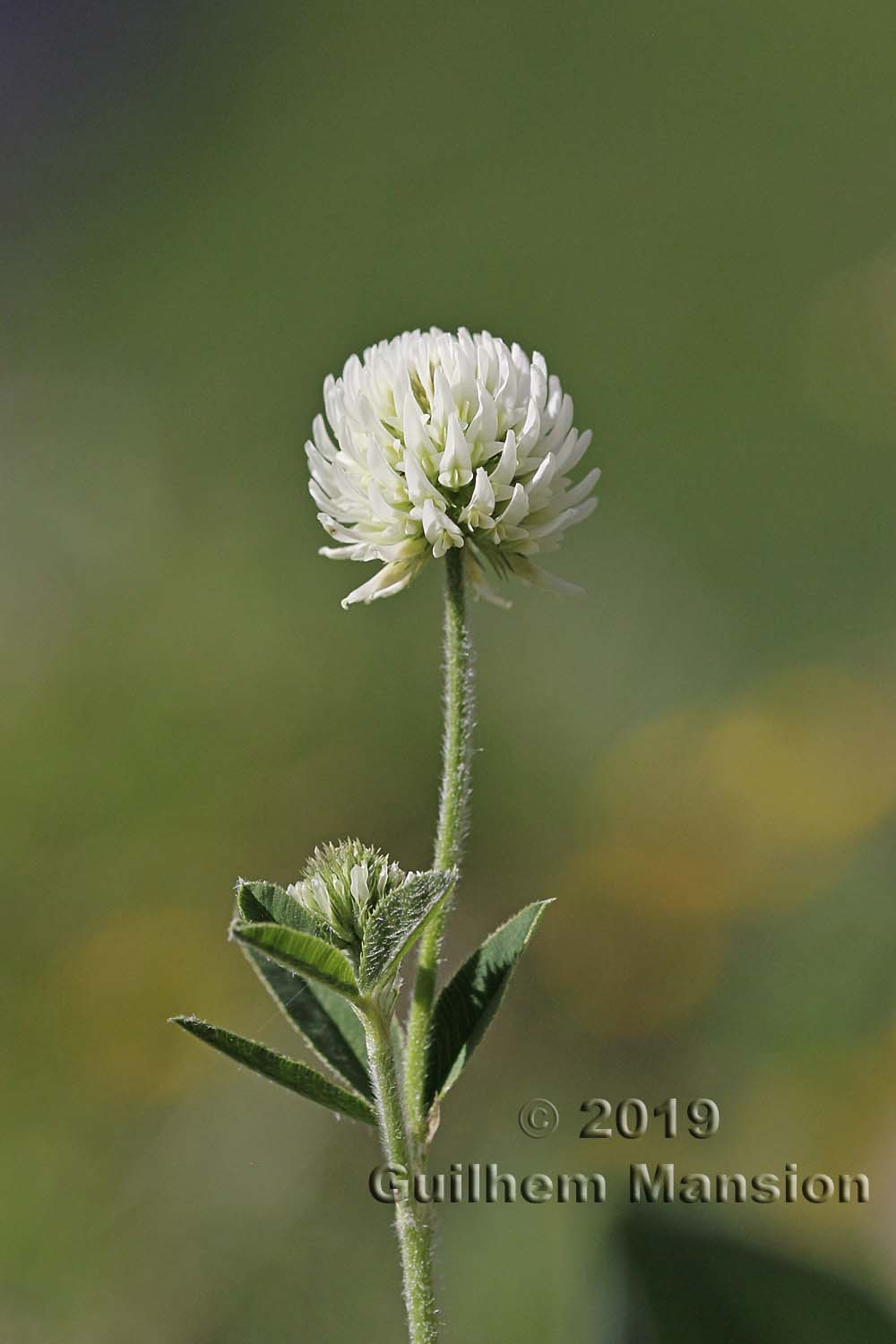 Trifolium montanum