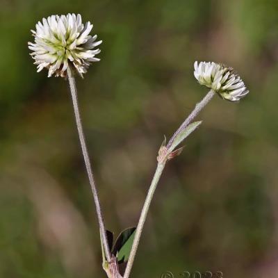 Trifolium montanum
