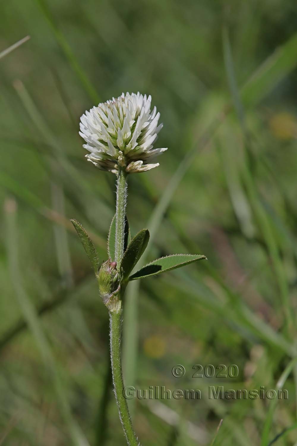 Trifolium montanum